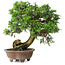Juniperus chinensis Itoigawa, 24,5 cm, ± 25 years old