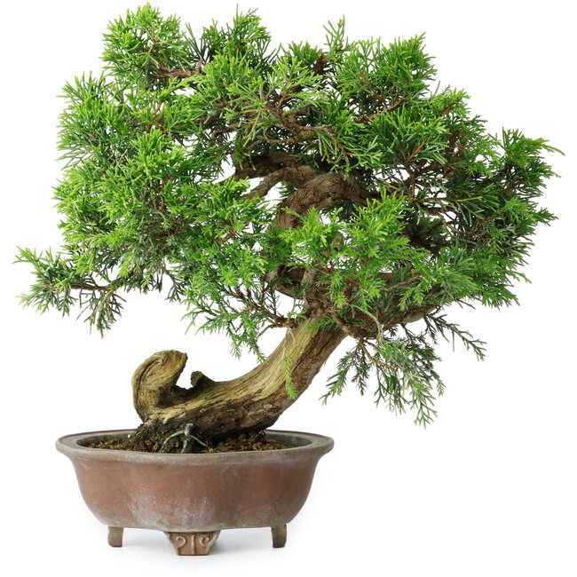 Juniperus chinensis Itoigawa, 24,5 cm, ± 25 años