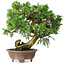 Juniperus chinensis Itoigawa, 24,5 cm, ± 25 years old