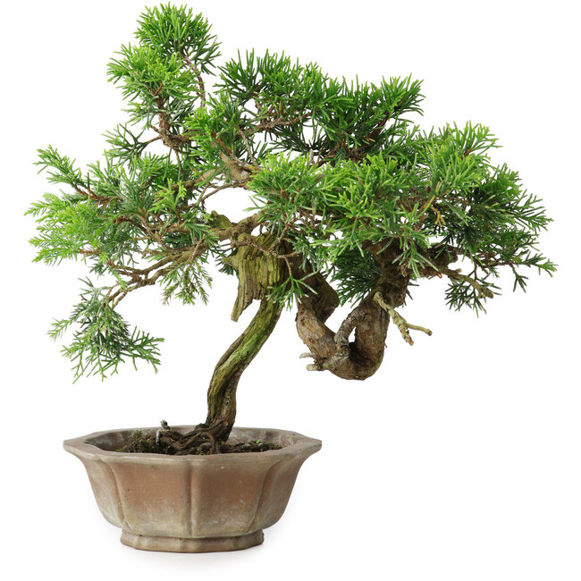 Juniperus chinensis Itoigawa, 22,5 cm, ± 25 years old