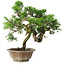 Juniperus chinensis Itoigawa, 22,5 cm, ± 25 years old