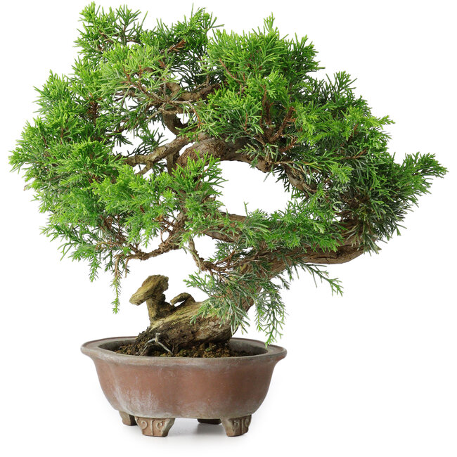 Juniperus chinensis Itoigawa, 24,5 cm, ± 25 years old