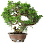 Juniperus chinensis Itoigawa, 24,5 cm, ± 25 ans