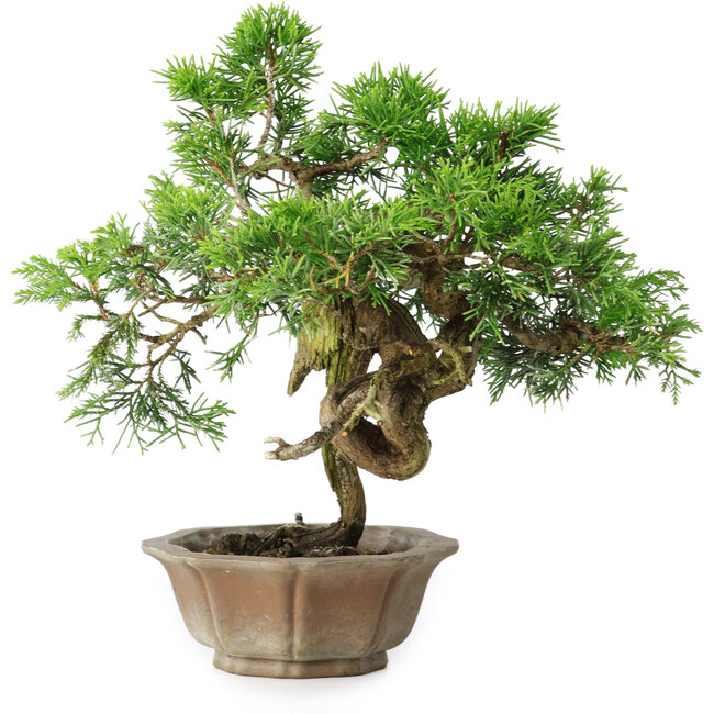 Juniperus chinensis Itoigawa, 22,5 cm, ± 25 años