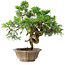 Juniperus chinensis Itoigawa, 22,5 cm, ± 25 years old