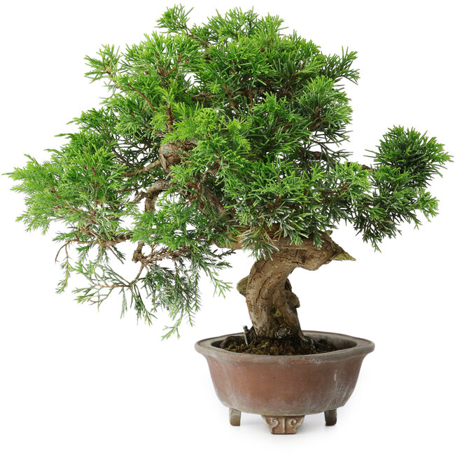 Juniperus chinensis Itoigawa, 24,5 cm, ± 25 Jahre alt
