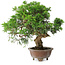 Juniperus chinensis Itoigawa, 24,5 cm, ± 25 years old