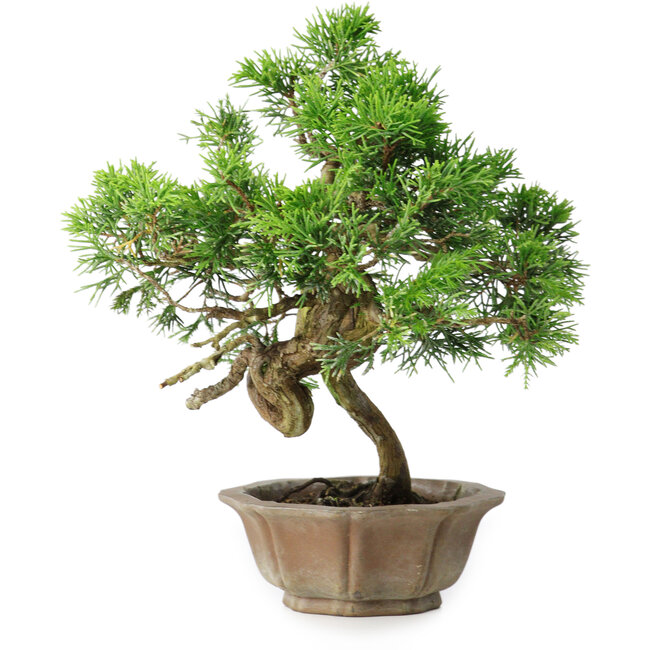 Juniperus chinensis Itoigawa, 22,5 cm, ± 25 Jahre alt