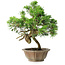 Juniperus chinensis Itoigawa, 22,5 cm, ± 25 years old