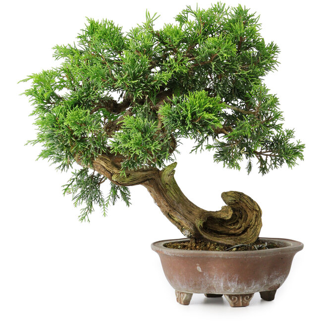 Juniperus chinensis Itoigawa, 24,5 cm, ± 25 Jahre alt