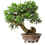 Juniperus chinensis Itoigawa, 24,5 cm, ± 25 years old