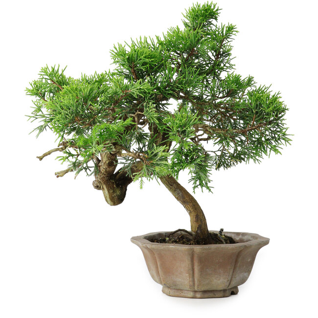 Juniperus chinensis Itoigawa, 22,5 cm, ± 25 jaar oud