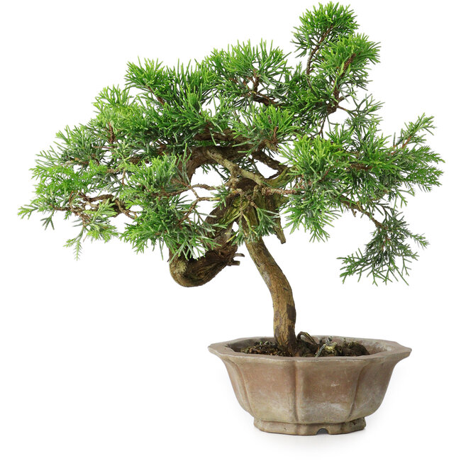 Juniperus chinensis Itoigawa, 22,5 cm, ± 25 ans
