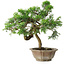 Juniperus chinensis Itoigawa, 22,5 cm, ± 25 ans