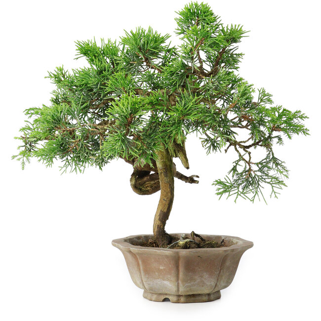 Juniperus chinensis Itoigawa, 22,5 cm, ± 25 anni