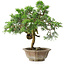 Juniperus chinensis Itoigawa, 22,5 cm, ± 25 years old