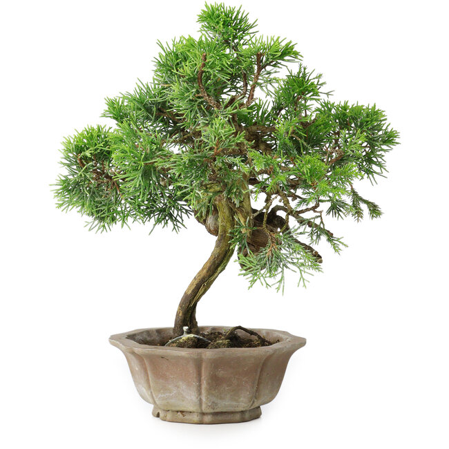 Juniperus chinensis Itoigawa, 22,5 cm, ± 25 anni