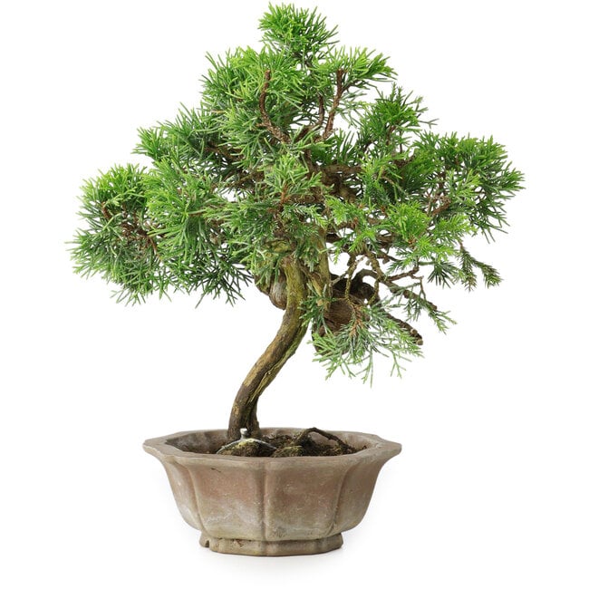 Juniperus chinensis Itoigawa, 22,5 cm, ± 25 años