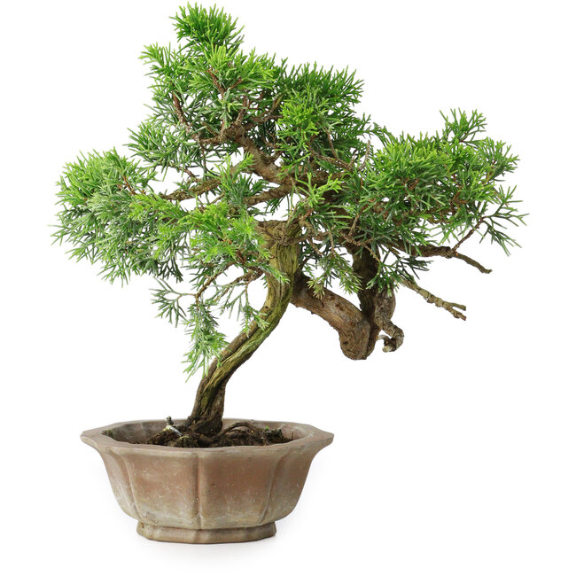 Juniperus chinensis Itoigawa, 22,5 cm, ± 25 years old