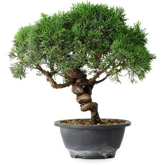 Juniperus chinensis Kishu, 25 cm, ± 15 ans