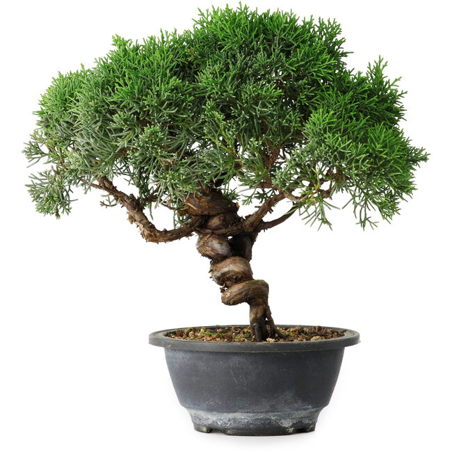 Juniperus chinensis Kishu, 25 cm, ± 15 ans