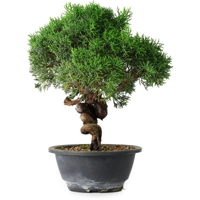 Juniperus chinensis Kishu, 25 cm, ± 15 ans