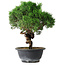 Juniperus chinensis Kishu, 25 cm, ± 15 Jahre alt