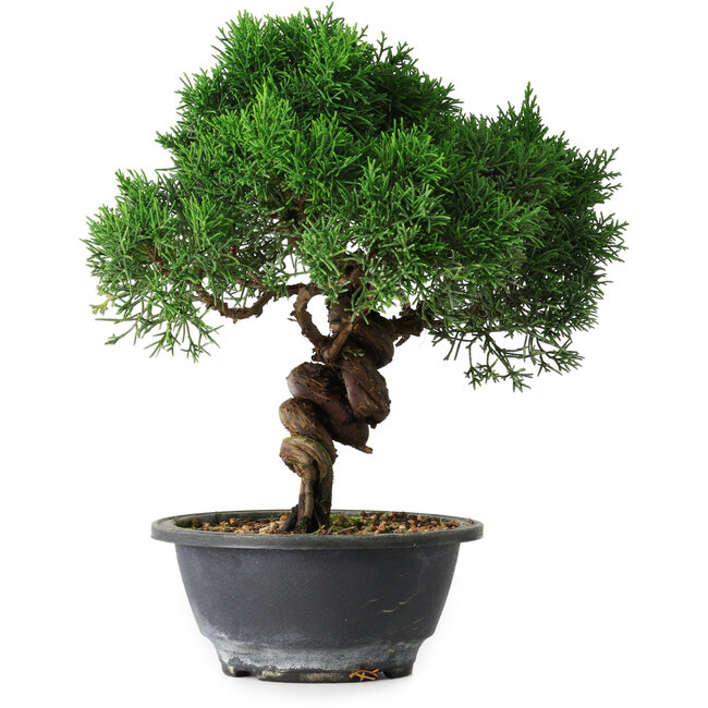 Juniperus chinensis Kishu, 25 cm, ± 15 ans
