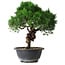 Juniperus chinensis Kishu, 25 cm, ± 15 anni