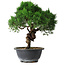 Juniperus chinensis Kishu, 25 cm, ± 15 Jahre alt