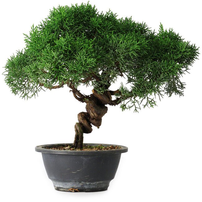 Juniperus chinensis Kishu, 25 cm, ± 15 Jahre alt