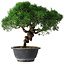 Juniperus chinensis Kishu, 25 cm, ± 15 years old
