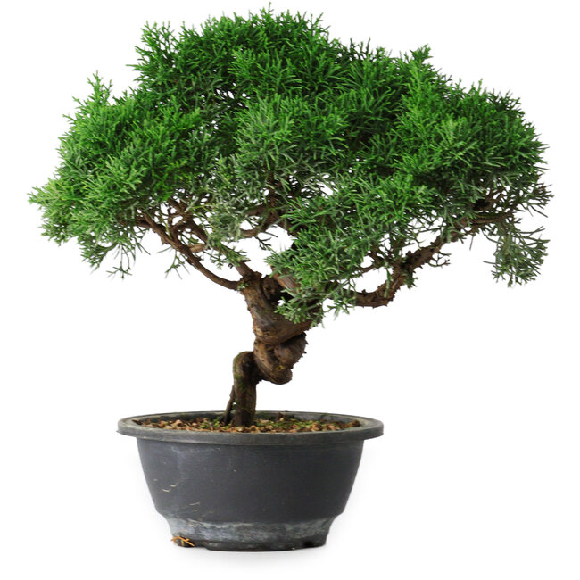 Juniperus chinensis Kishu, 25 cm, ± 15 years old