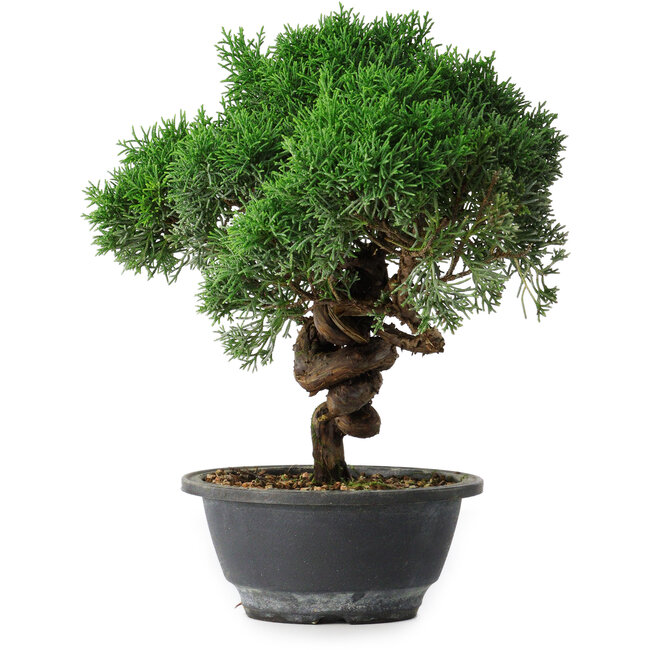 Juniperus chinensis Kishu, 25 cm, ± 15 jaar oud