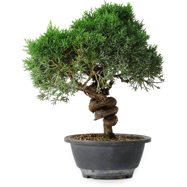 Juniperus chinensis Kishu, 25 cm, ± 15 years old