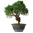 Juniperus chinensis Kishu, 25 cm, ± 15 Jahre alt