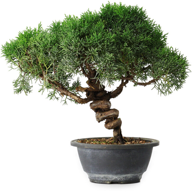 Juniperus chinensis Kishu, 25 cm, ± 15 años