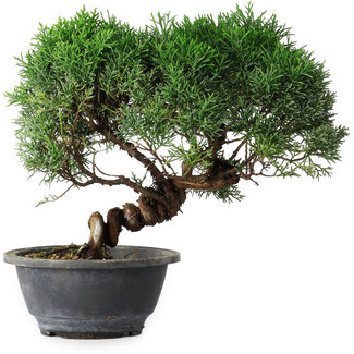 Juniperus chinensis Kishu, 26,5 cm, ± 15 ans