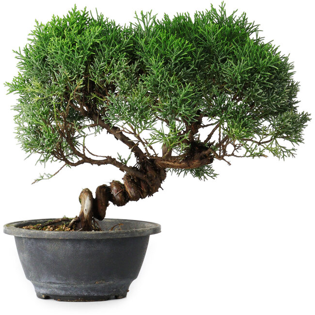 Juniperus chinensis Kishu, 26,5 cm, ± 15 years old
