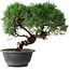 Juniperus chinensis Kishu, 26,5 cm, ± 15 years old