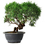 Juniperus chinensis Kishu, 26,5 cm, ± 15 anni
