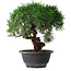 Juniperus chinensis Kishu, 26,5 cm, ± 15 years old