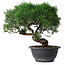 Juniperus chinensis Kishu, 26,5 cm, ± 15 years old