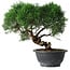 Juniperus chinensis Kishu, 26,5 cm, ± 15 jaar oud