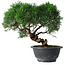 Juniperus chinensis Kishu, 26,5 cm, ± 15 years old