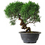 Juniperus chinensis Kishu, 26,5 cm, ± 15 years old
