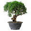 Juniperus chinensis Kishu, 26,5 cm, ± 15 years old