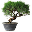 Juniperus chinensis Kishu, 26,5 cm, ± 15 years old