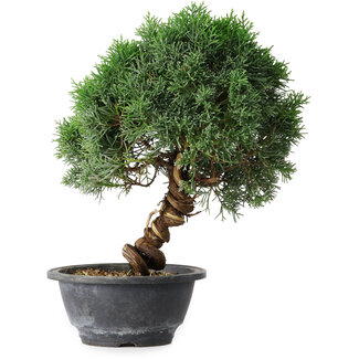 Juniperus chinensis Kishu, 25 cm, ± 15 years old