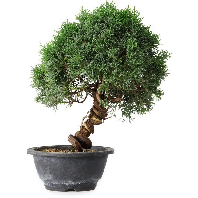 Juniperus chinensis Kishu, 25 cm, ± 15 years old